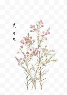 手绘鲜花