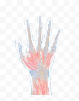 手掌肌肉X光