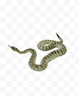 蛇Png