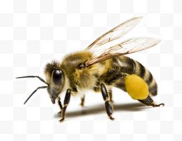绒毛蜜蜂