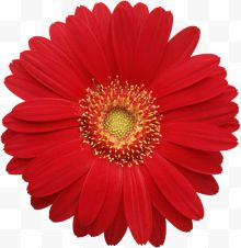 一朵红色雏菊