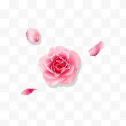 粉色玫瑰花漂浮花瓣...
