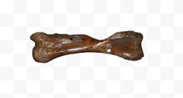 猛犸象右肱骨化石