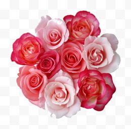 浪漫粉红色玫瑰花