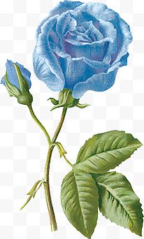 手绘欧美素描蓝玫瑰