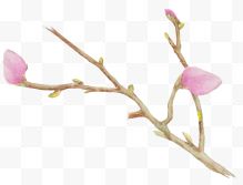 粉色花苞树枝