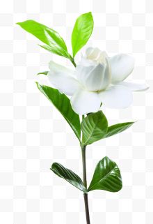 一朵白色栀子花