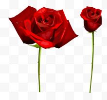 两朵红色玫瑰花