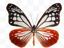 大绢斑蝶