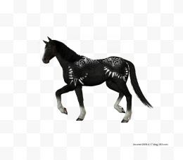 一匹黑马