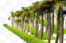 园林设计景观热带面包树