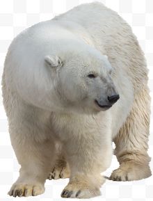 一头北极熊 