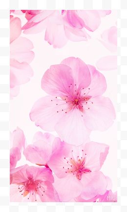 粉红色桃花