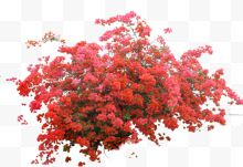 高清摄影盛开的红色的梅花...