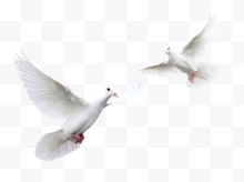鸟鸽子白色鸽子和平鸽