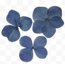 三朵蓝色鲜花