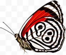 春季红白色纹理蝴蝶...