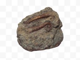 褐色尾巴化石