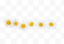 一排白色小雏菊