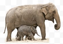 母亲和小象