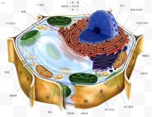 彩色医学细胞结构图