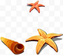 橙色海星和海螺