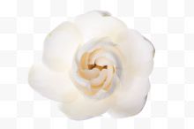 白色装饰花卉