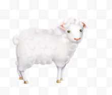 白色小绵羊