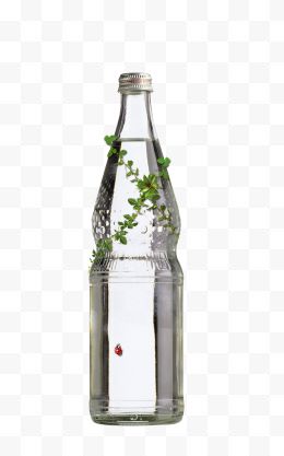 透明水瓶上的绿叶和瓢虫