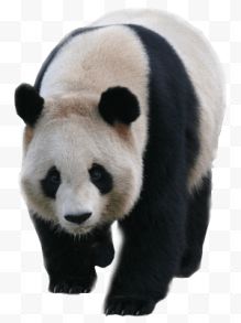 熊猫走