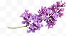 紫色美丽的花