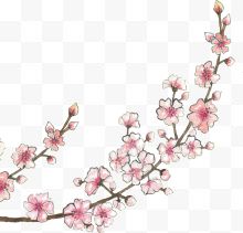 手绘粉红樱花树枝