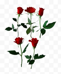 各种各样形态红色玫瑰花素材