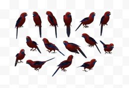 一群红色的鸟