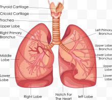 肺部解剖图矢量