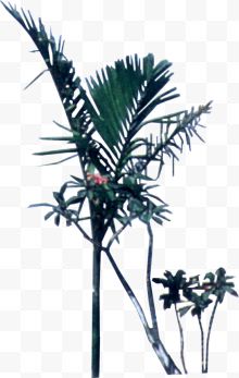 手绘椰子树背景