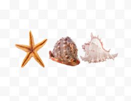 海底的海螺