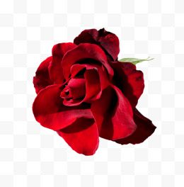 红色华丽玫瑰