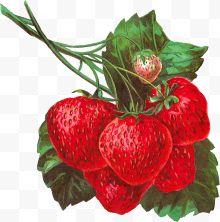 手绘一串草莓