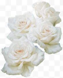 一堆白玫瑰