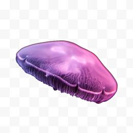 梦幻紫色海月水母