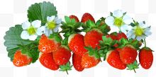 红色草莓秧苗
