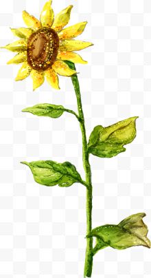 手绘黄色可爱花朵向日葵...