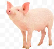 一头粉色小猪
