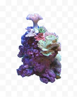 紫色海底珊瑚礁