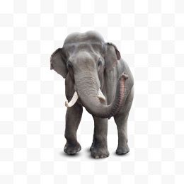 非洲大型动物大象