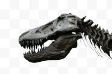 灰色巨型恐龙颚化石实物