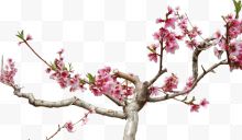 春天的桃树