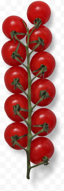 一串饱满的红色番茄