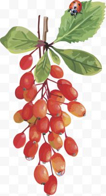 水果矢量图葡萄红枣...